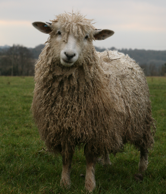 Why Cotswold Wool? | Beatrice Bayliss