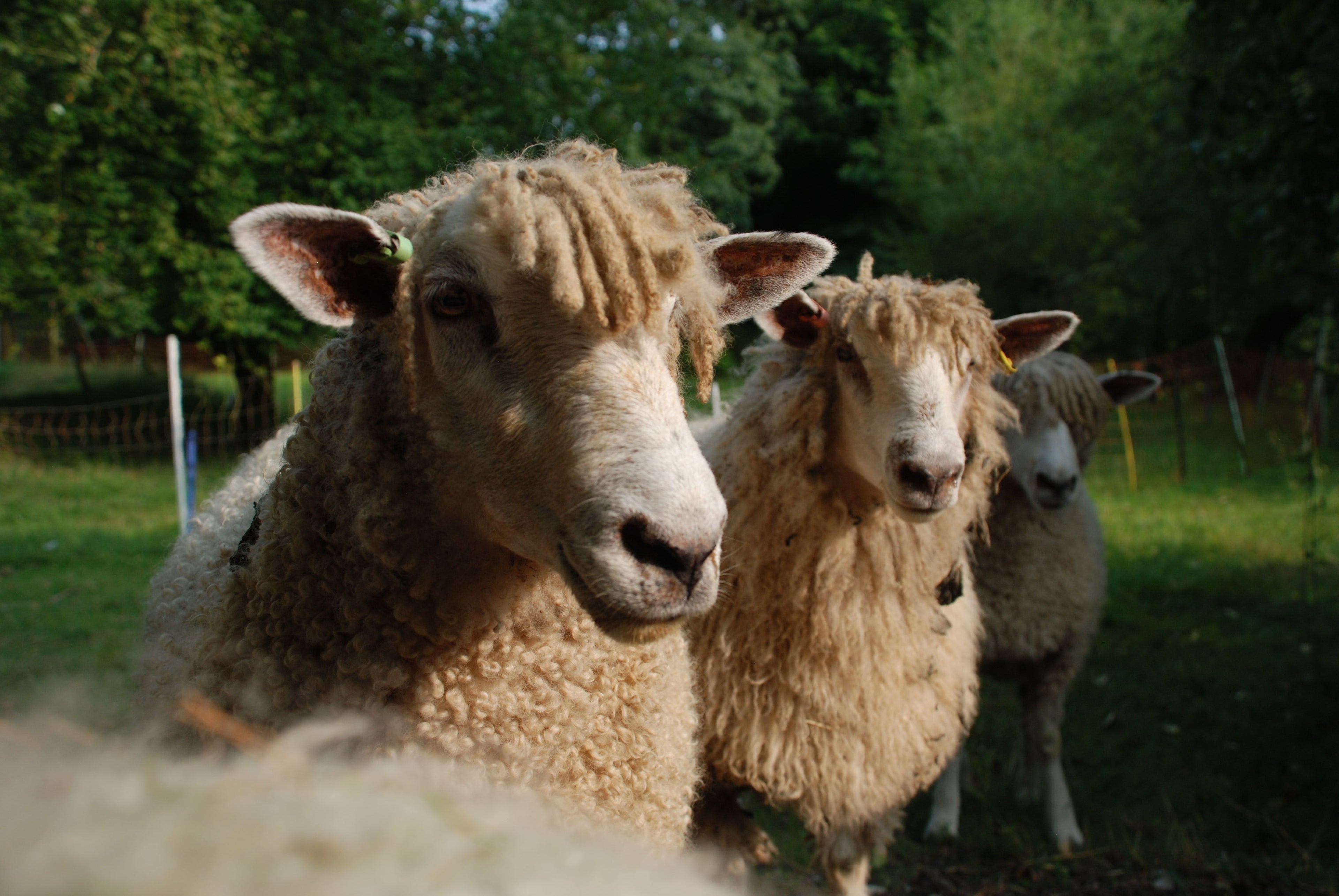 Behind the fleeces | Beatrice Bayliss
