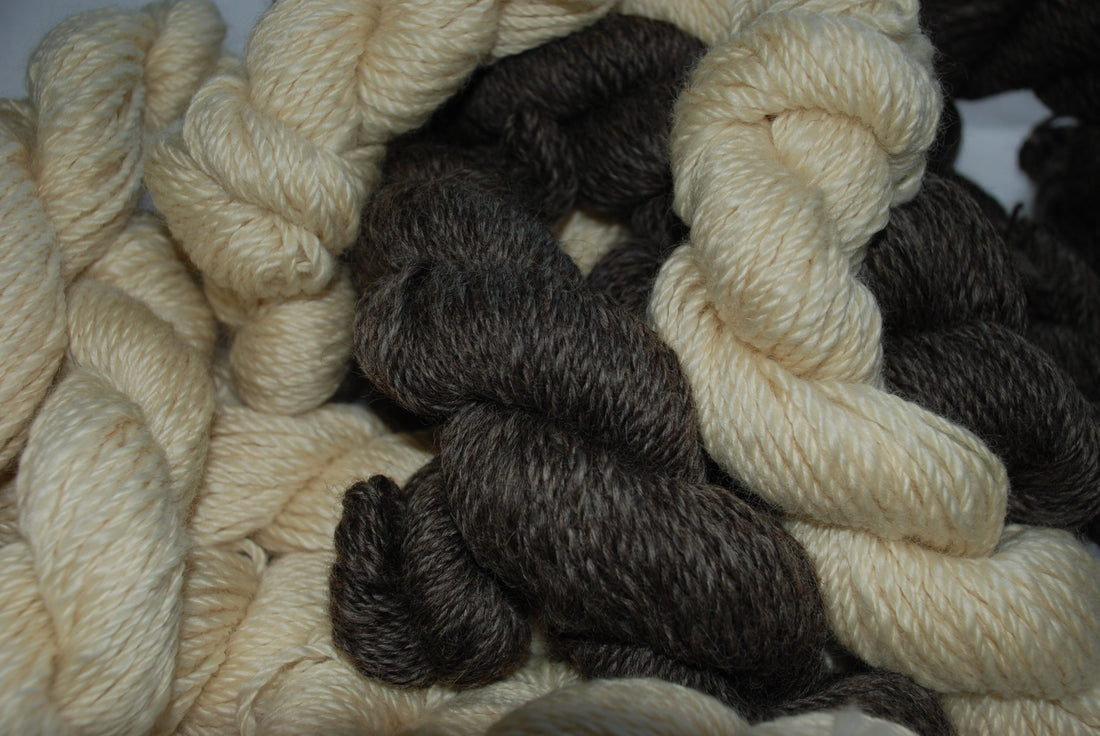 Where’s the wool? | Beatrice Bayliss