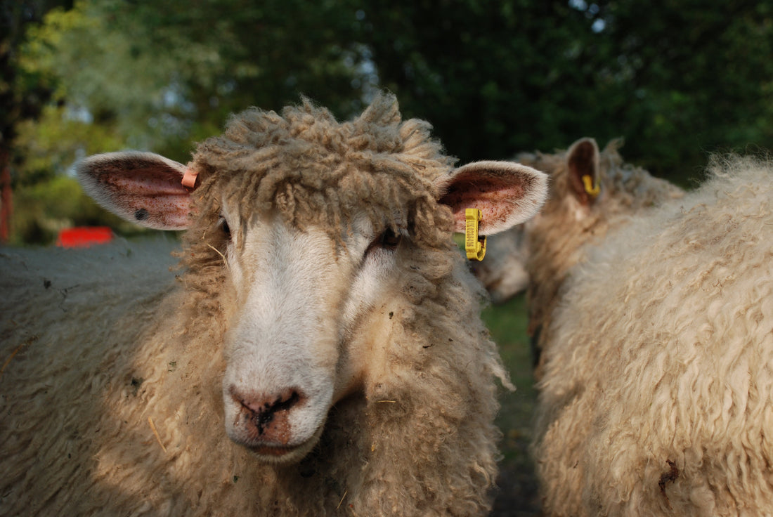 Why We Choose Cotswold Wool (Apart from the Very Cute Sheep!) | Beatrice Bayliss