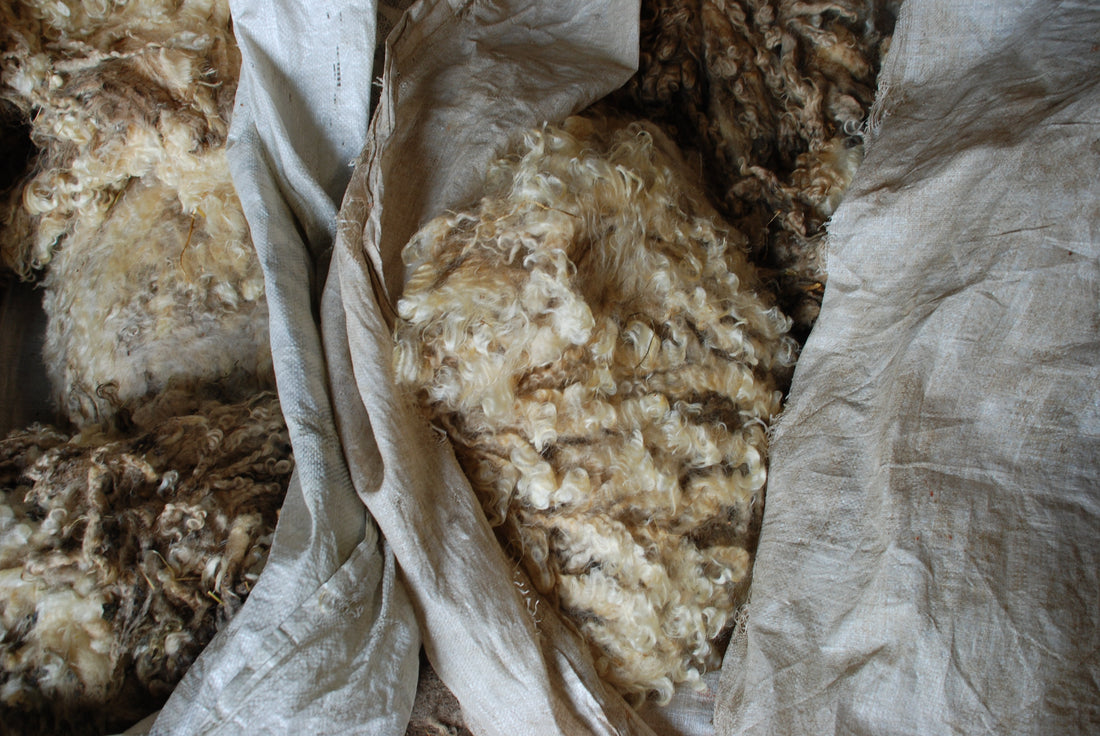 Why British Wool Matters | Beatrice Bayliss 