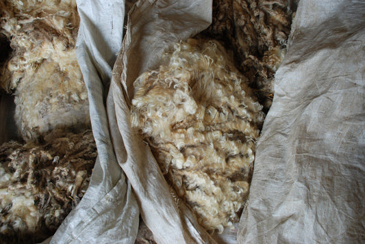 Why British Wool Matters | Beatrice Bayliss 