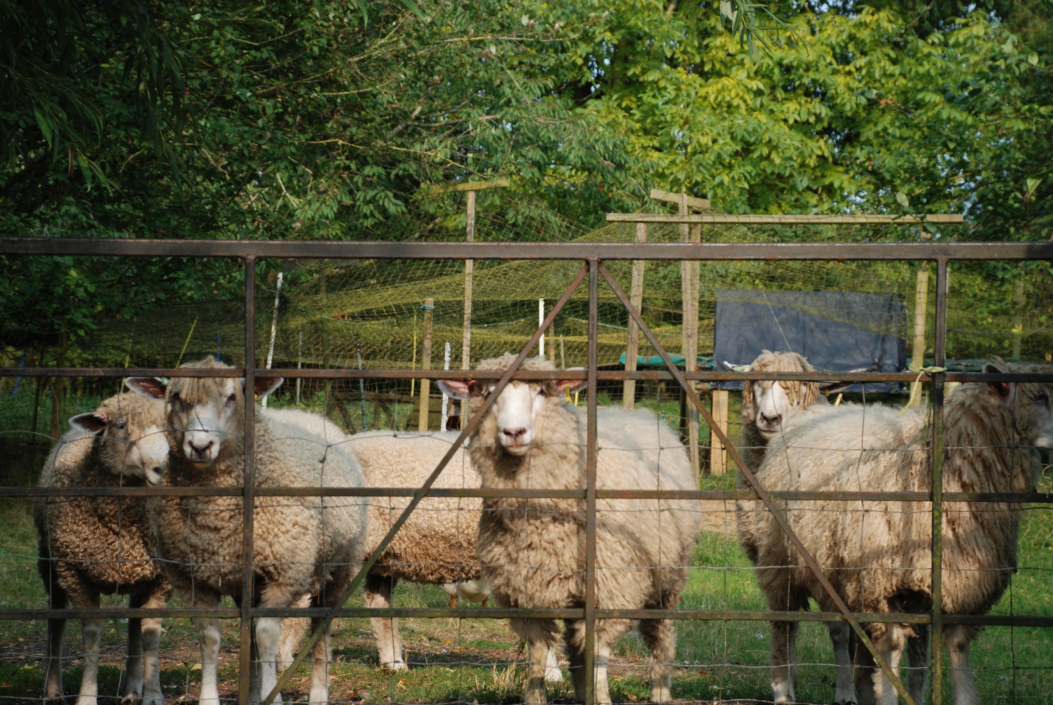 Calling All Cotswold Sheep Farmers | Beatrice Bayliss