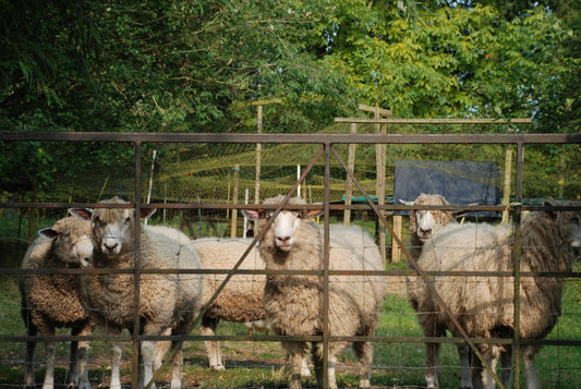 Calling All Cotswold Sheep Farmers | Beatrice Bayliss