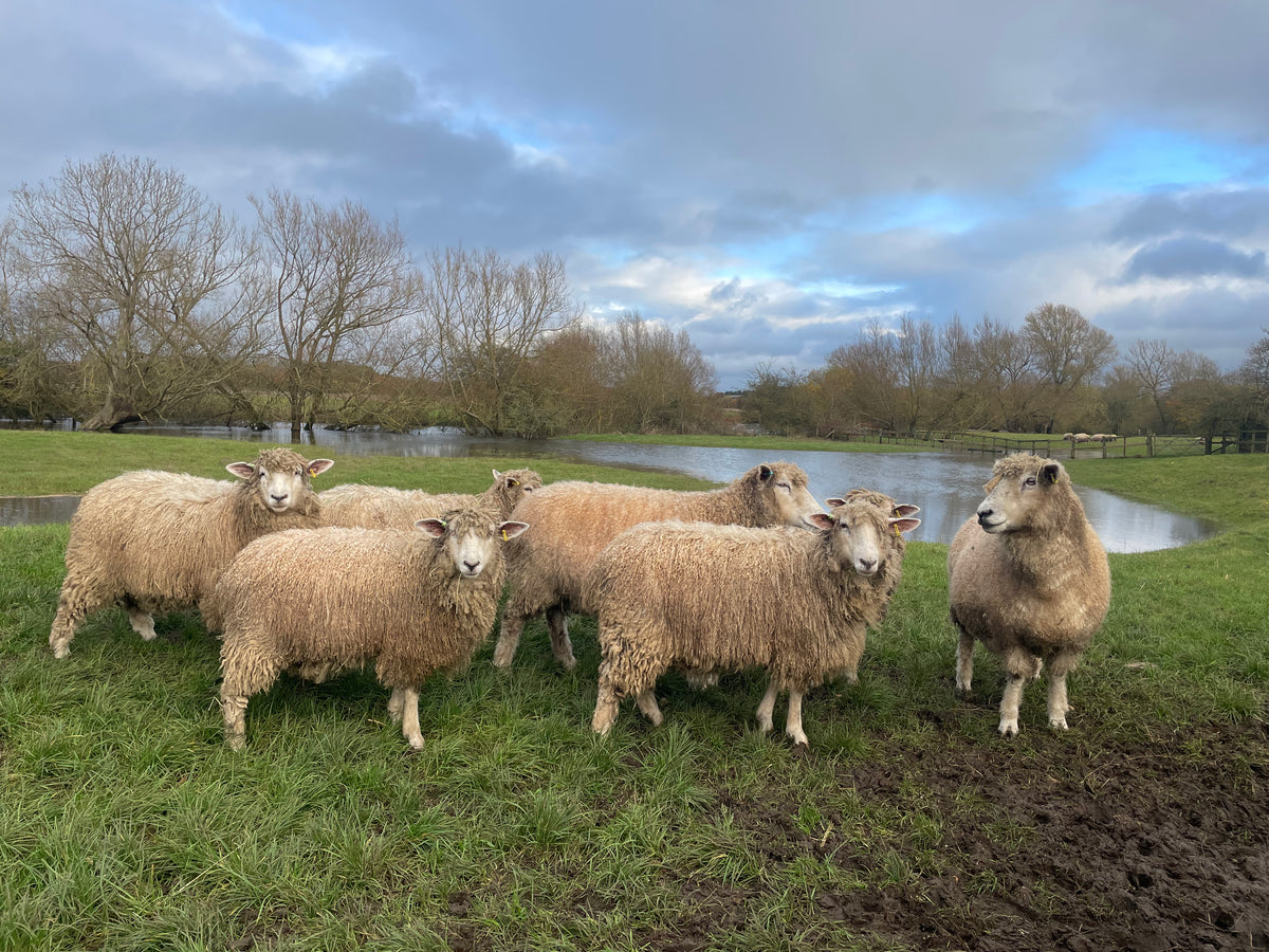 Our Cotswold wool
