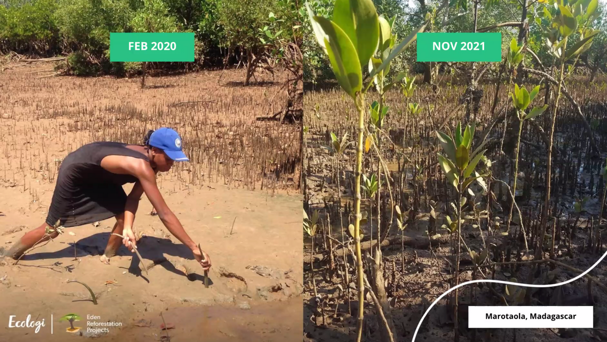 Ecologi Update