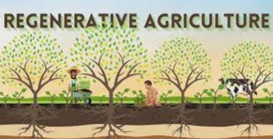 Regenerative Agriculture | Beatrice Bayliss
