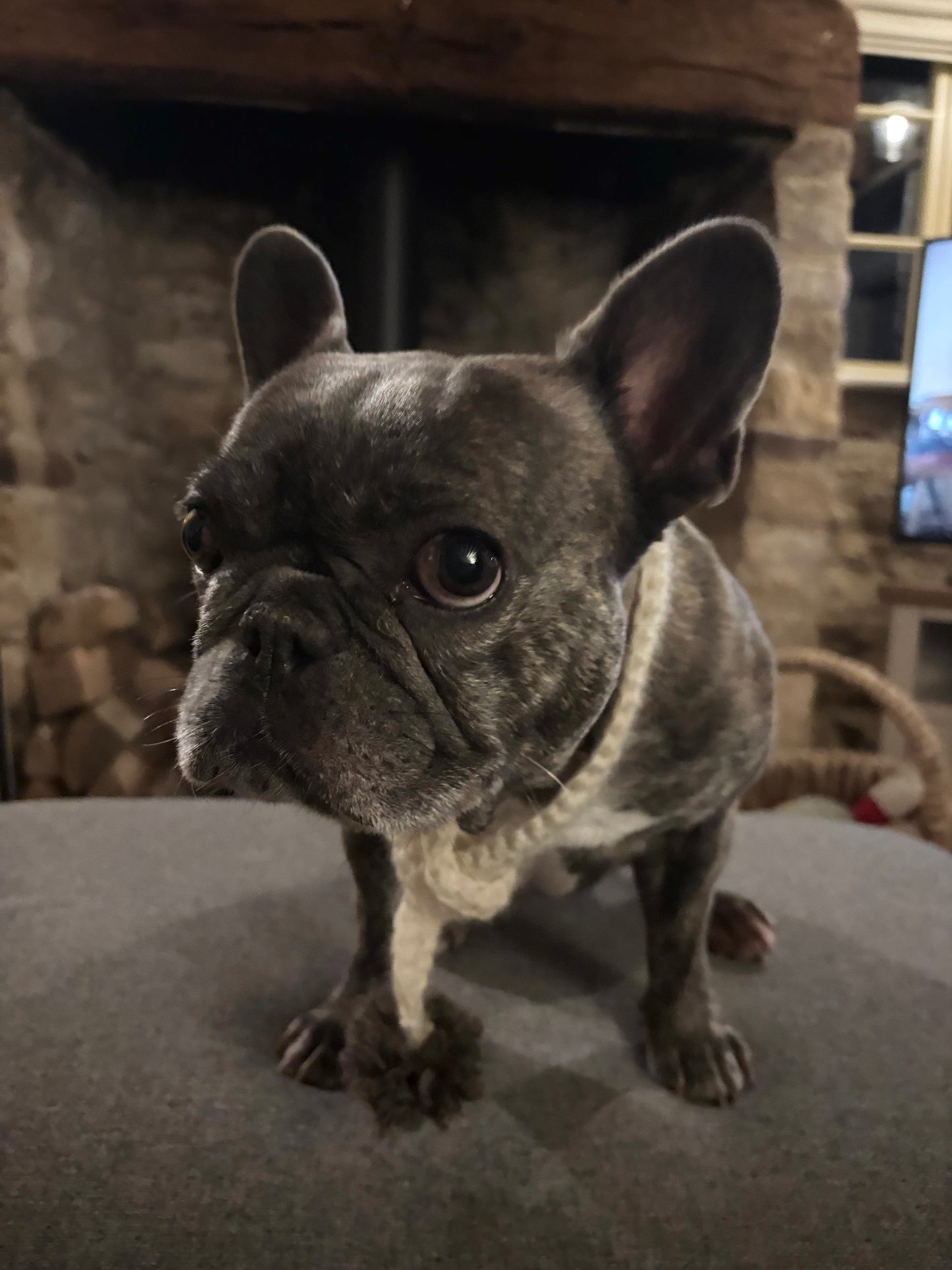 BB Cotswold Dog Scarf